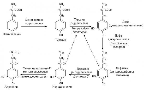 Образование адреналина. Фенилаланин Синтез адреналина. Синтез катехоламинов из фенилаланина. Реакция синтеза адреналина из тирозина. Реакция превращения тирозина в дофамин.