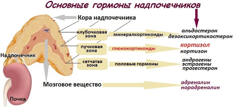 Схема строения надпочечника