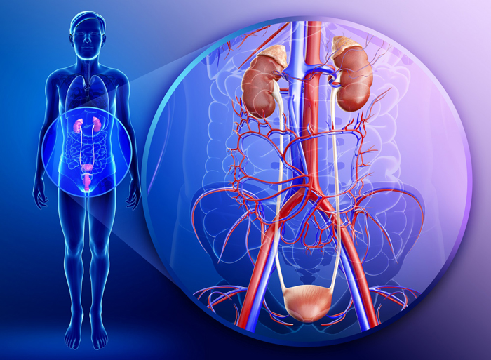 Туберкулез мочеполовой системы и органов