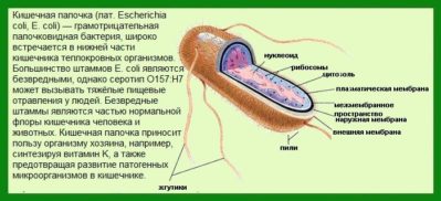 coli