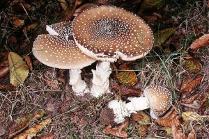 Мухомор пантерный: загадочный гриб с потенциальными пользами для здоровья